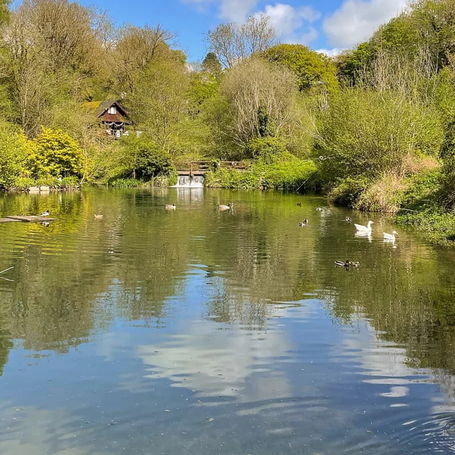 Woodland and streams in the grounds of Herons Lake Retreat